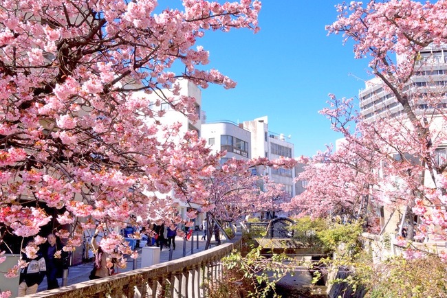 あたみ桜-001