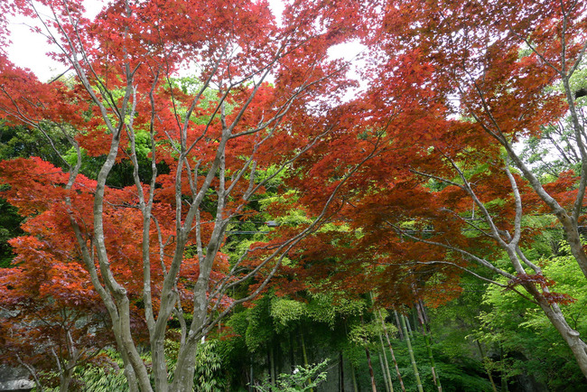 春紅葉