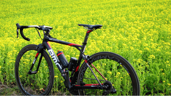 大井町篠窪の菜の花と富士山 自転車百景 大井町篠窪の菜の花と富士山 自転車百景