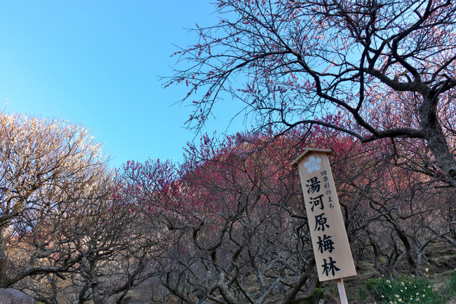 伊豆大島-001