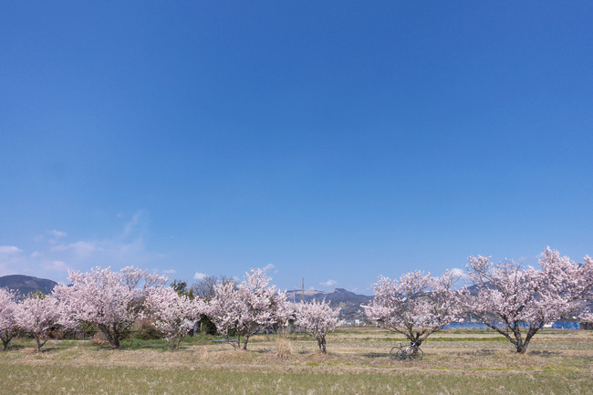 春めき桜-006