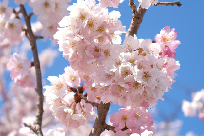 春めき桜-003