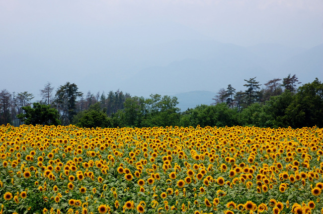 八ヶ岳高原-001