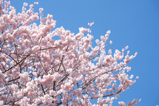 春めき桜-002