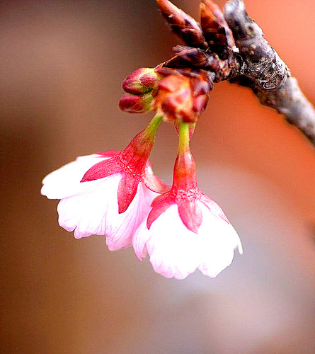 あたみ桜-004