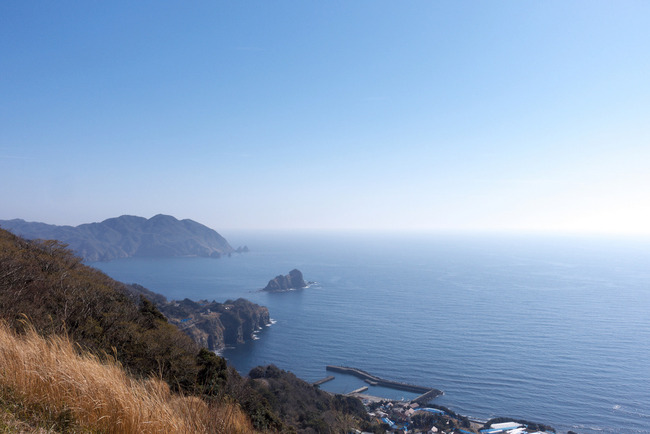 南伊豆河津桜-028