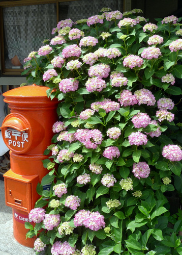 力餅家前の紫陽花