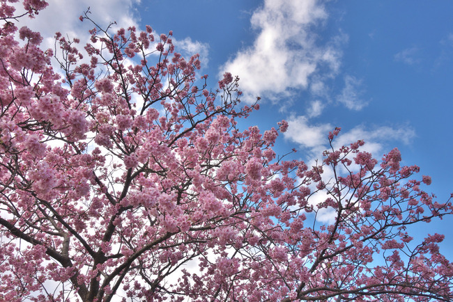 河津桜&西伊豆-005