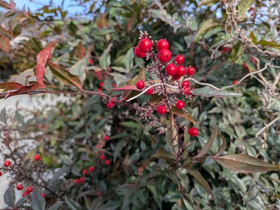 PXL_20260123_060755031.MP