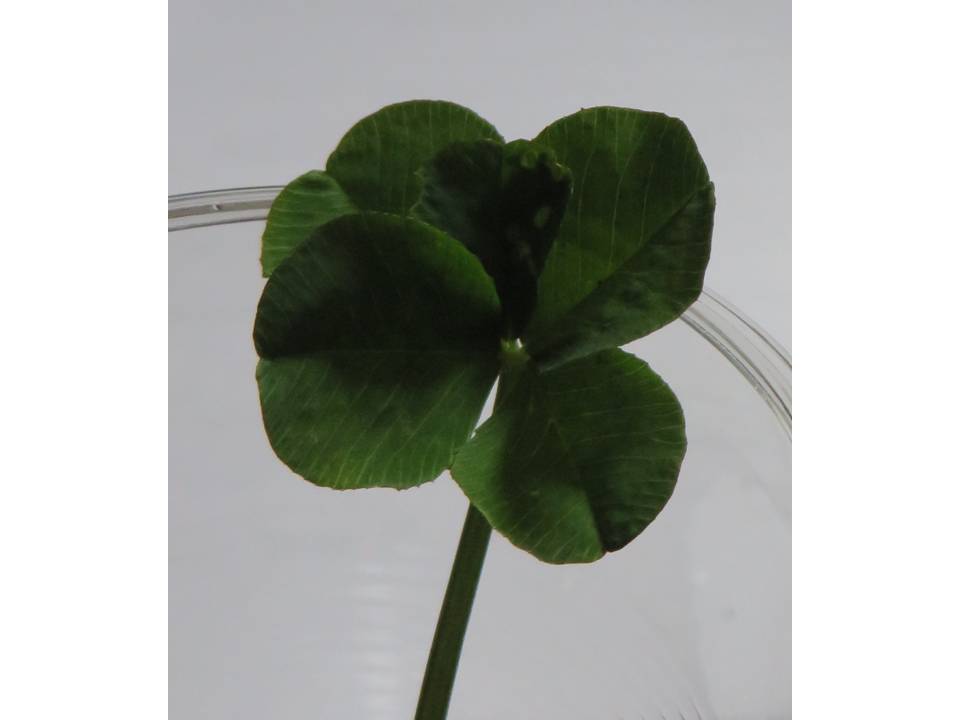 5つ葉クローバー 寺尾啓二の研究者ブログ 5つ葉クローバー 寺尾啓二の研究者ブログ