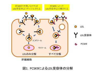 PCSK9阻害薬