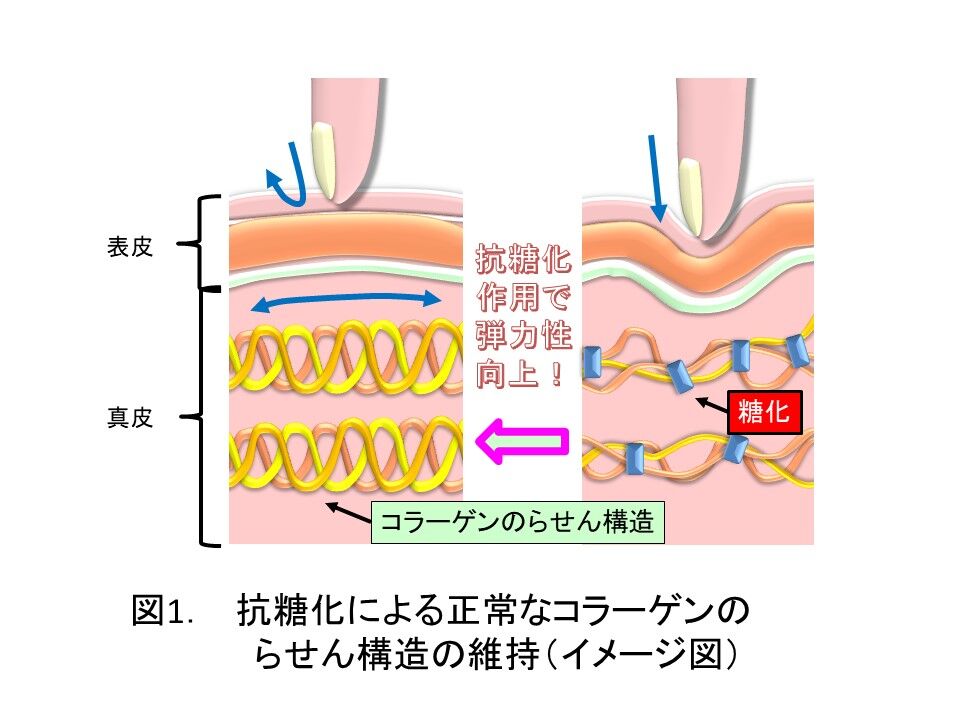 豆味噌の抗糖化と抗酸化による美肌効果 城先生と寺尾先生の知って得するかも 健康 化学まめ知識 健康編