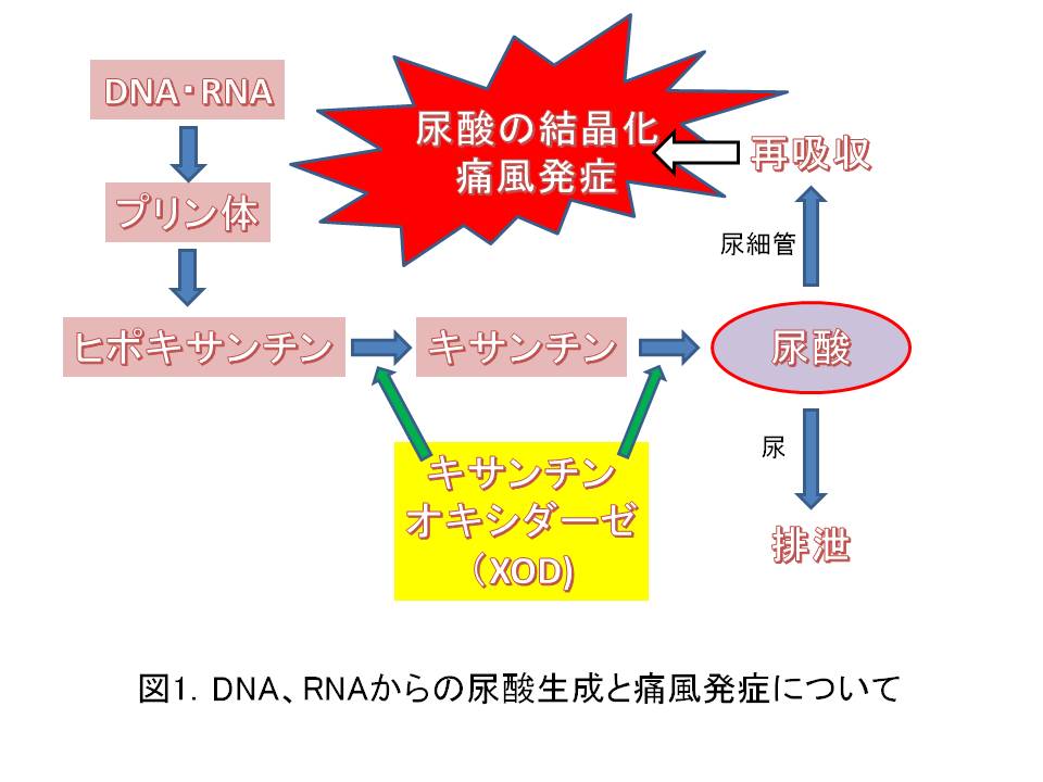 ニュージーランド産プロポリスに痛風の予防 改善効果あり 城先生と寺尾先生の知って得するかも 健康 化学まめ知識 健康編