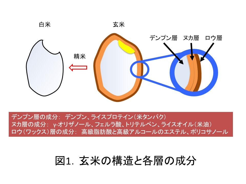 米ぬか成分ポリコサノールの効能 城先生と寺尾先生の知って得するかも 健康 化学まめ知識 健康編 米ぬか成分ポリコサノールの効能 城先生と寺尾先生の知って得するかも 健康 化学まめ知識 健康編