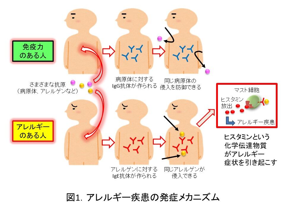 アレルギー 反応 ローヤルゼリー