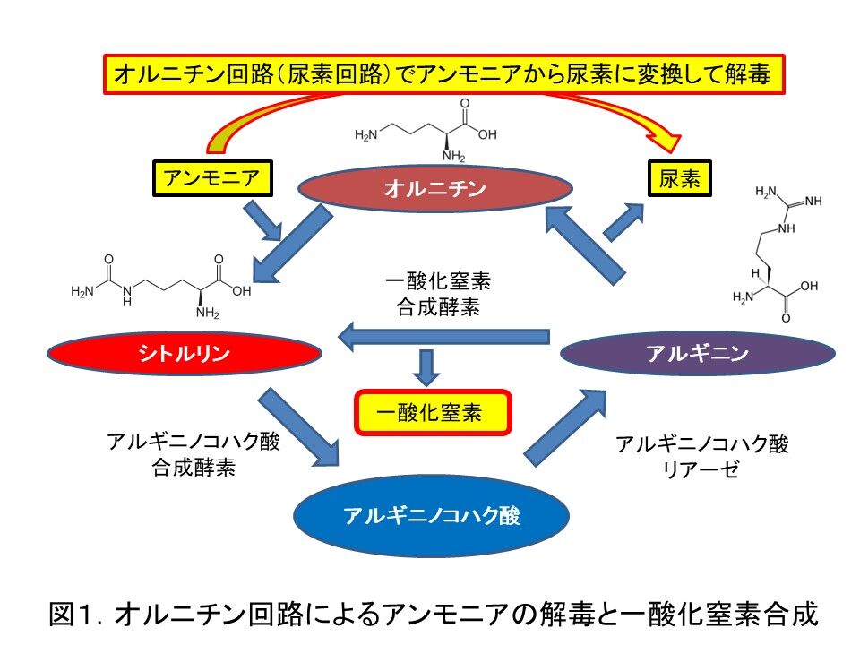 シトルリンの効能 プログラム 日本の無料ブログ