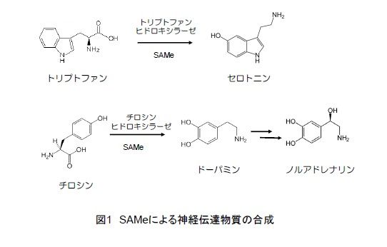 スルホプロパンジオール-3-デヒドロゲナーゼ