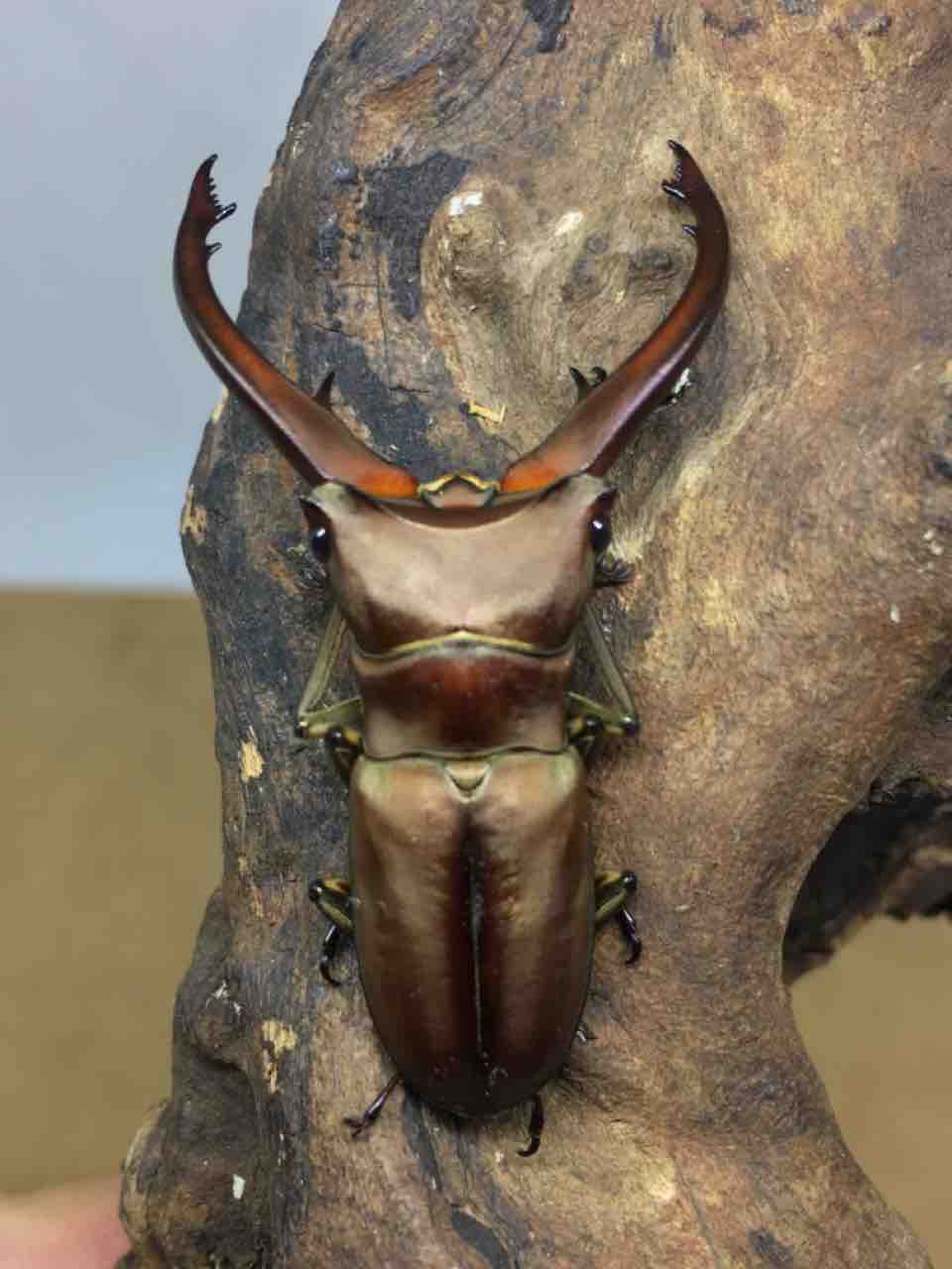 【標本】イグジミウスホソアカ Insect-Sale.com 世界の昆虫販売ネット - Cyclommatus eximius