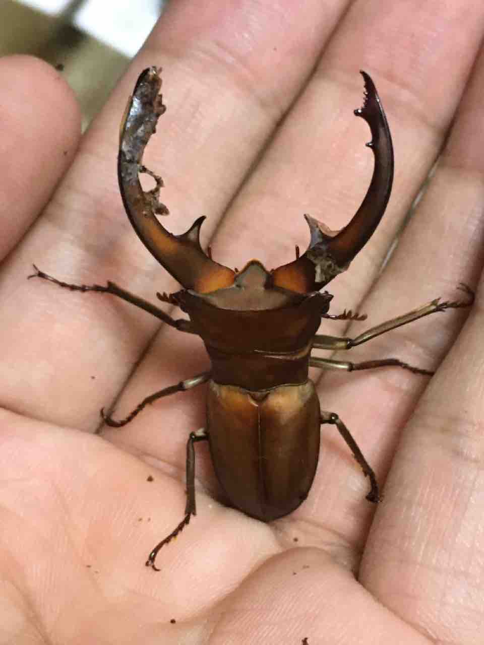 WF1 イグジミウスホソアカ : 名も無いクワガタ飼育日記