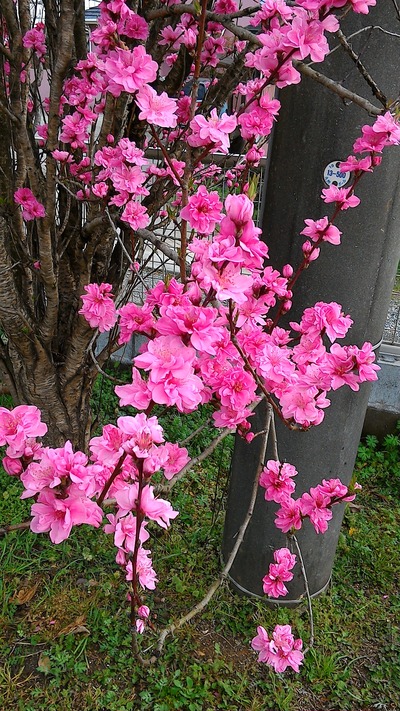 1459322653806-411171126