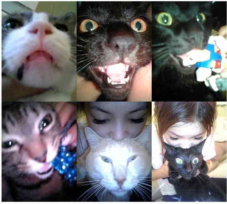 画像あり 時系列まとめ 中川翔子さん 捨て猫発言めぐる理不尽な攻撃 ファンネルvs2ちゃん住民 ちょｗｗｗ勢いｗｗｗ