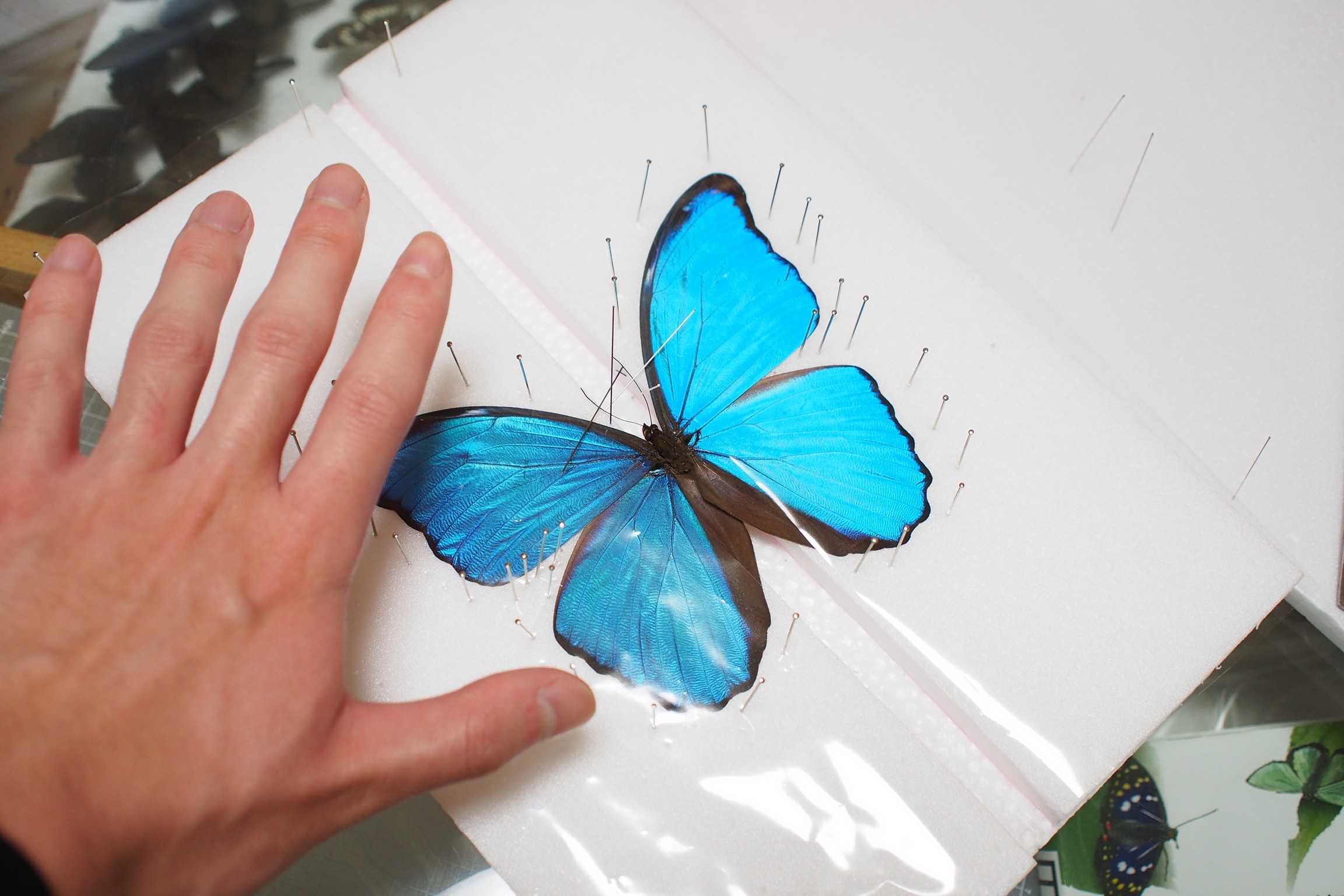 モルフォの展翅～ : 切り絵と写真と蝶々と○○