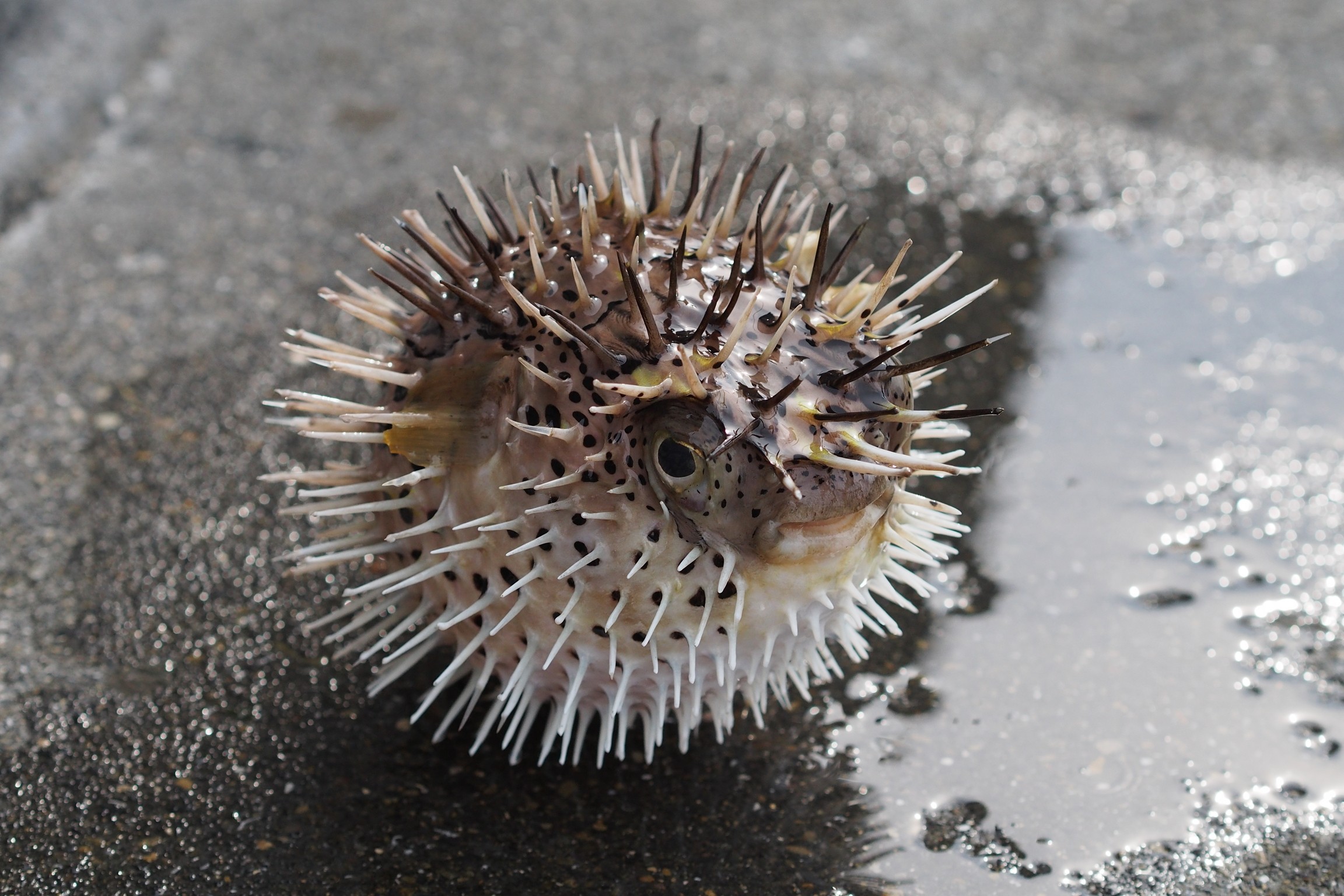 エギング遠征 切り絵と写真と蝶々と