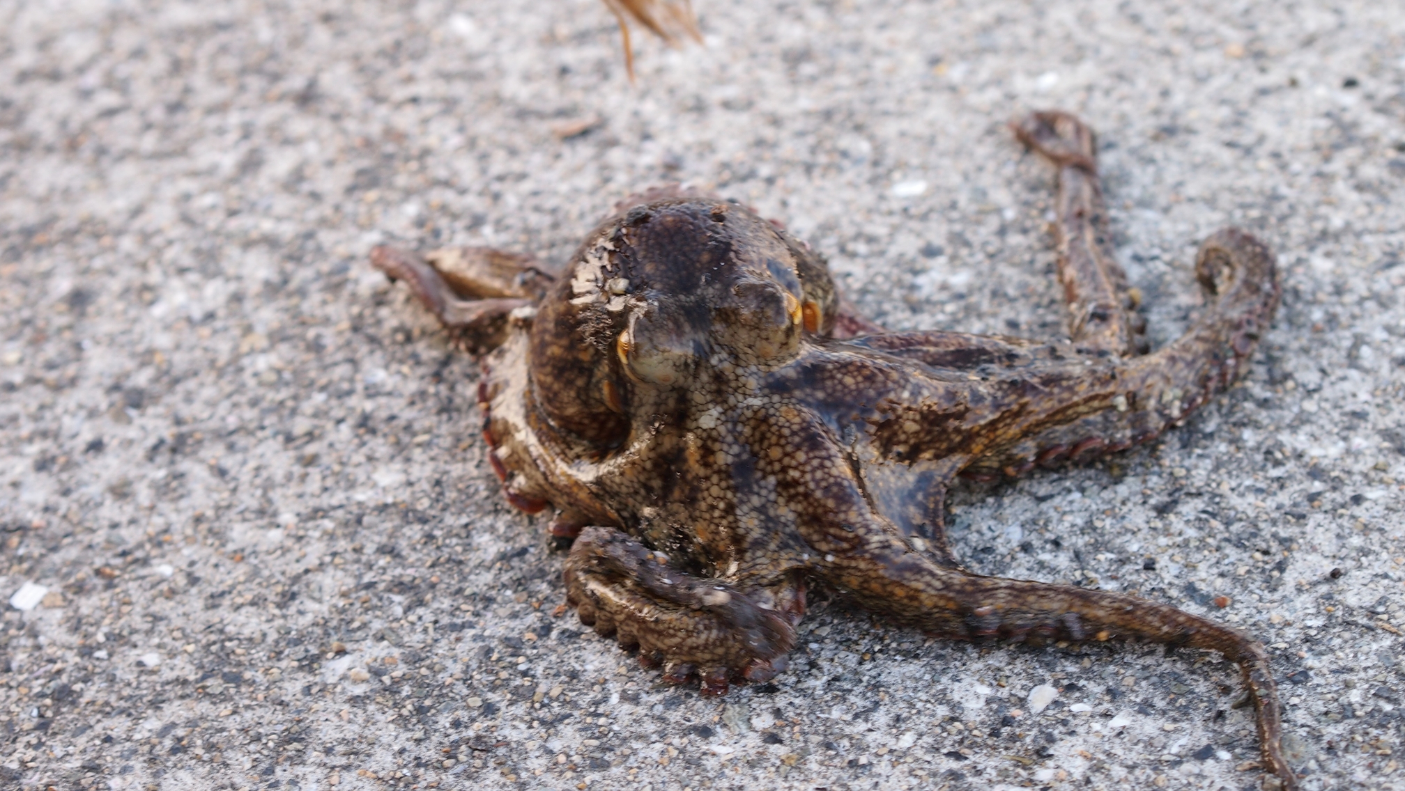 タコが食べたくて 切り絵と写真と蝶々と