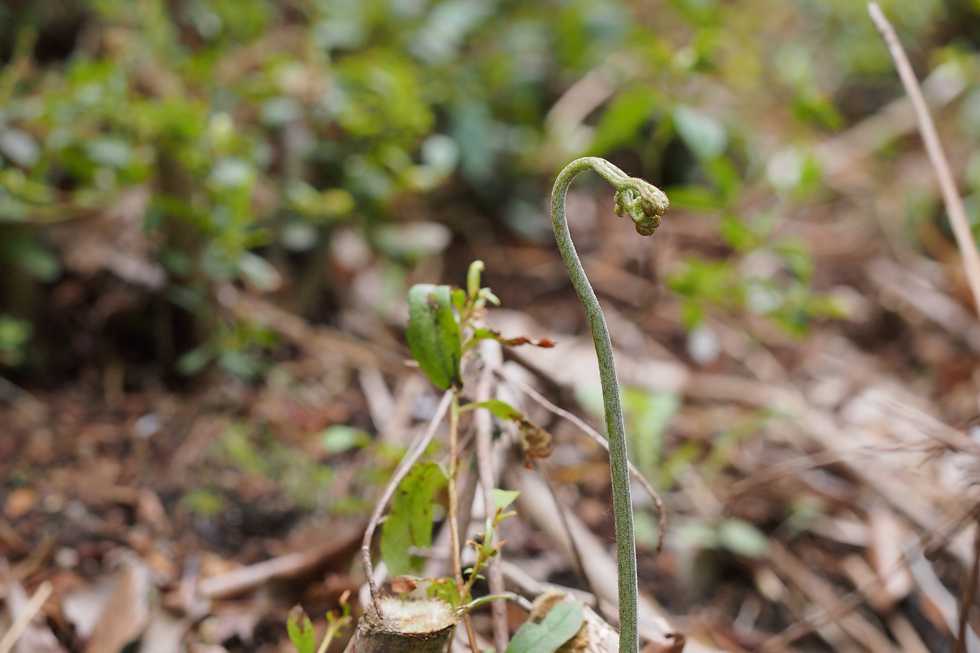 ワラビ採り 切り絵と写真と蝶々と