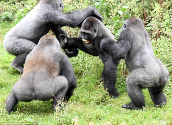 1412329234065_wps_28_Gorillas_fight_over_a_tom