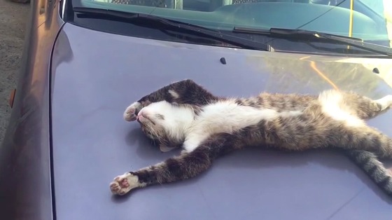 【画像】朝、出勤しようとしたら車がこうなっていたらどうする？のサムネイル