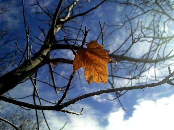 the_last_leaf_of_autumn_by_skimits-d36qxlo