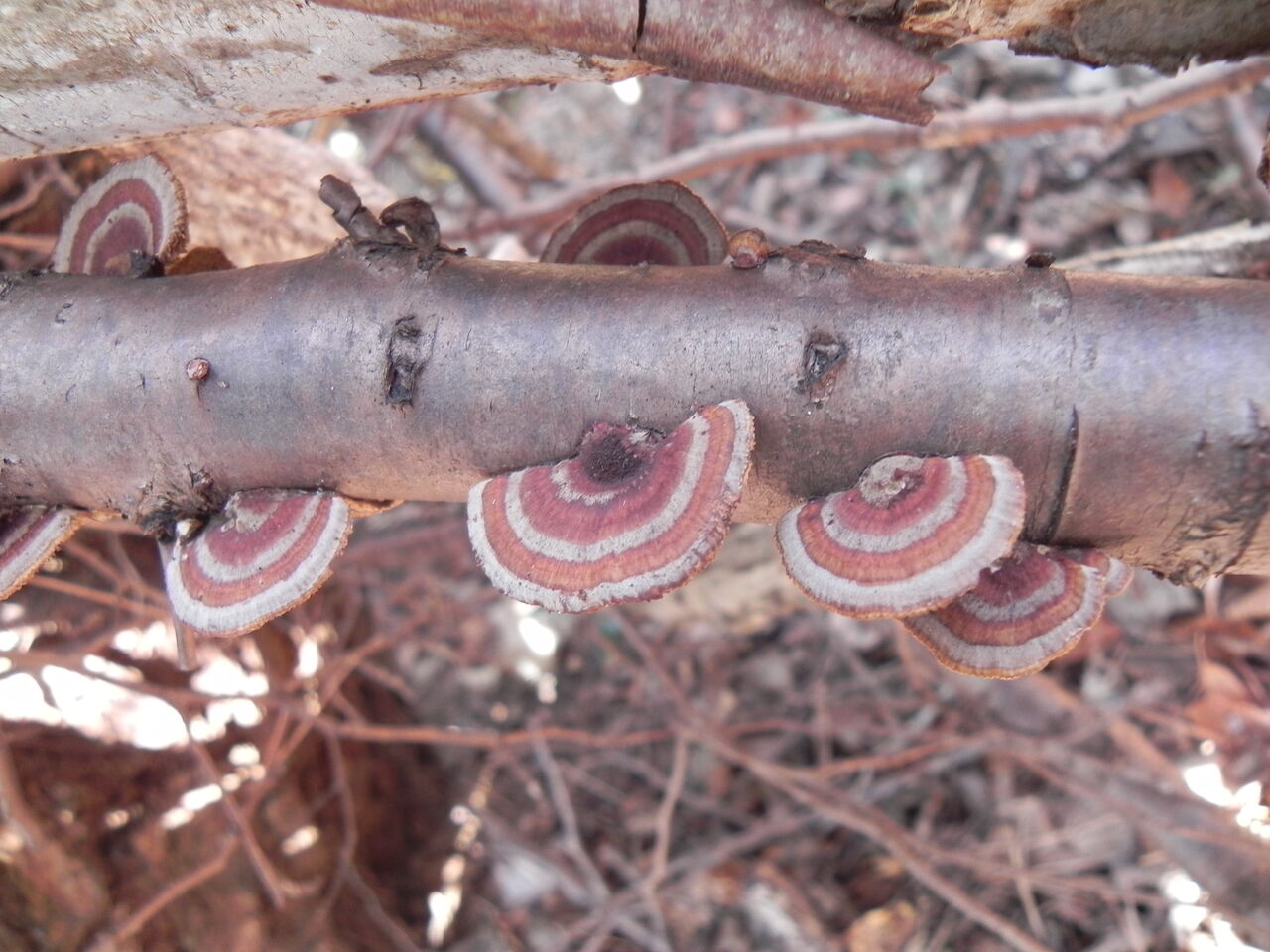 チャカイガラタケ 日々のきのこ