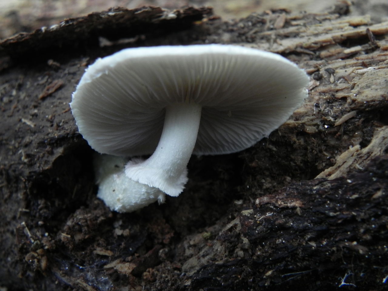 モエギタケ きのこは素敵