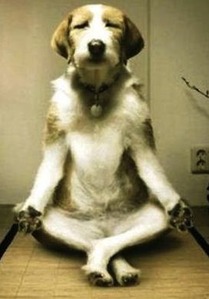 inu