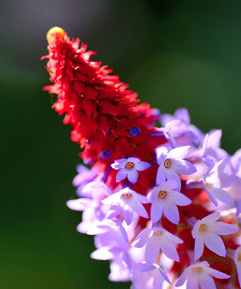 5月例会 １位作品 画題 プリムラビアリー 中日写真協会新城支部