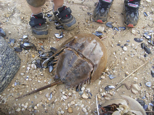 カブトガニです ニューヨーク駐在英語