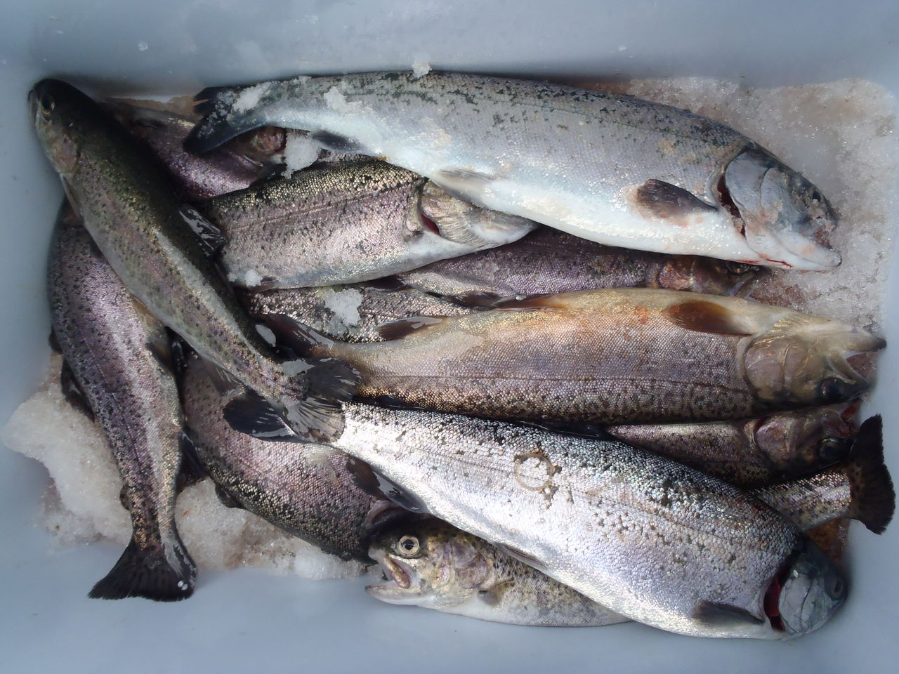 14 12 30 と 15 1 2 五頭フィッシングパーク 管釣り 群馬釣人