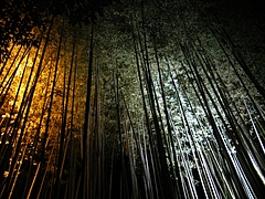 �����򻳲���ϩ