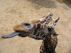 ɱϩ����ȥ��ѡ���