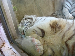 ɱϩ����ȥ��ѡ���