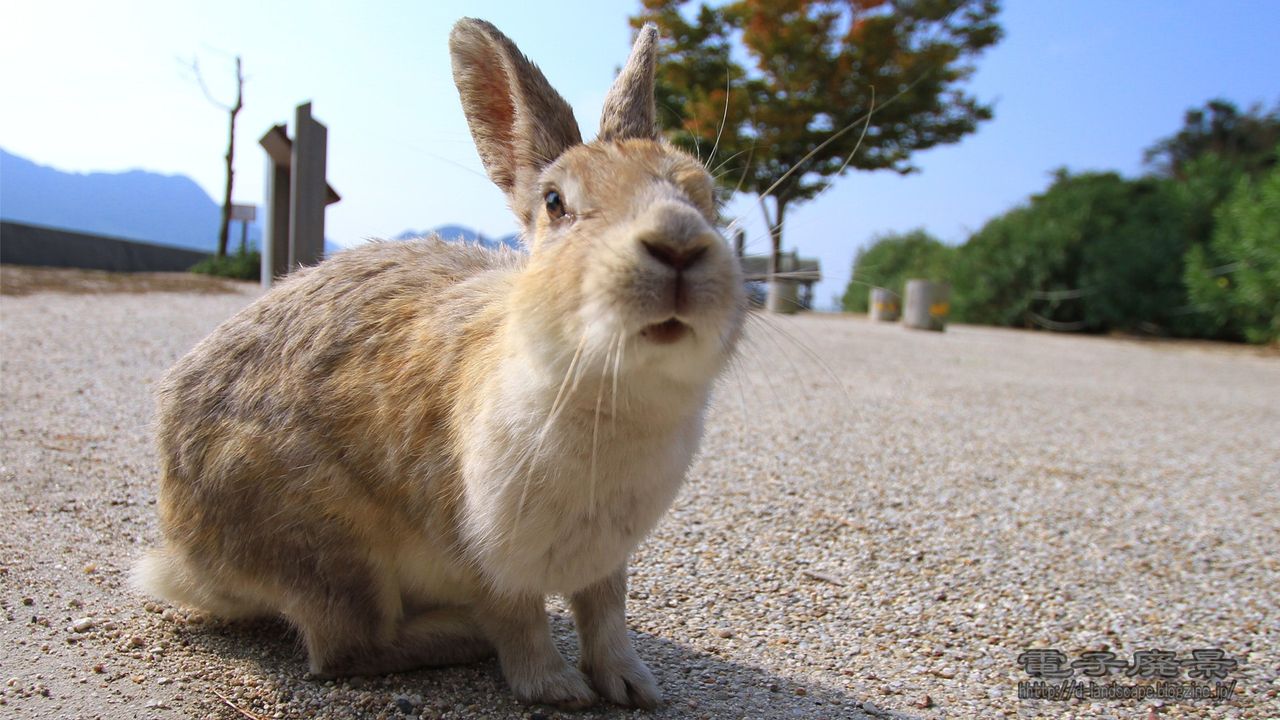 壁紙 大久野島のウサギ 電子廃景