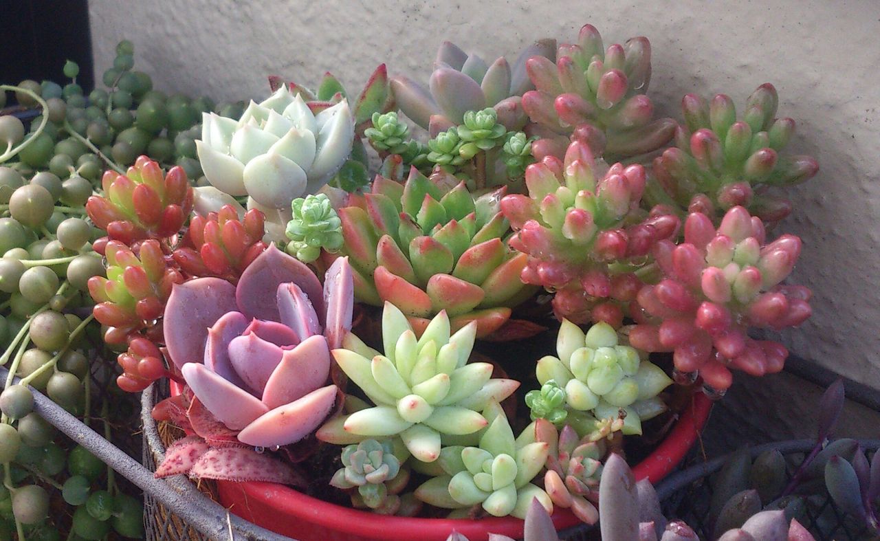 久々のお買い物 多肉も焼けるベランダより