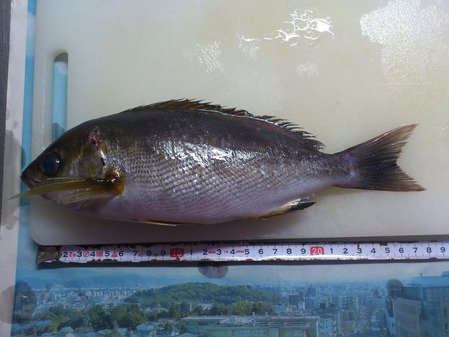 ライブドアブログ livedoor