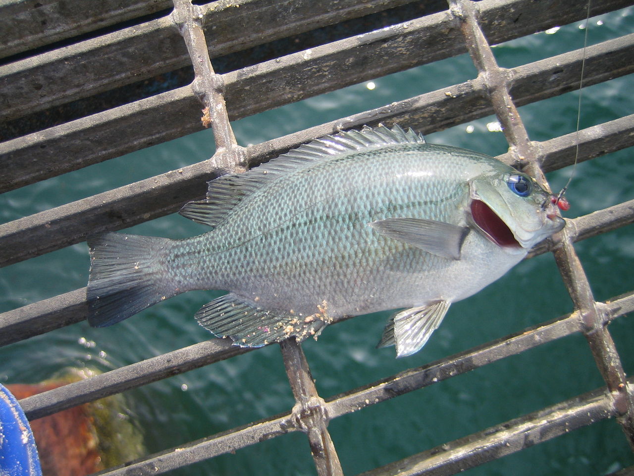 桟橋の下の だいちゃんの週末お魚釣り日記 桟橋の下の だいちゃんの週末お魚釣り日記