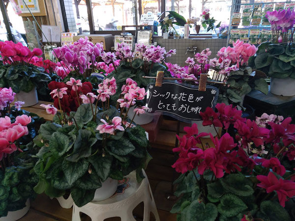 とちぎ花センターで冬を彩る花展を開催中です 栃木市 Soba De Sova とちぎ花センターで冬を彩る花展を開催中です 栃木市 Soba De Sova