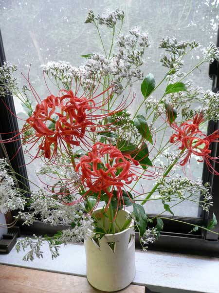 秋の花を生ける 白花フジバカマと彼岸花 Soba De Sova