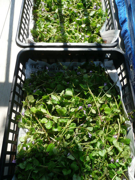 カキドオシ茶 連銭草 れんせんそう を作成中 Soba De Sova