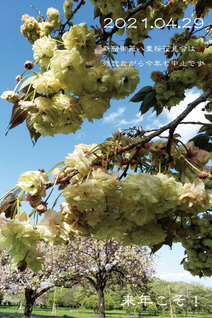 残念ながら新宿御苑八重桜花見 葉っぱ見 会は中止となりました 新宿区 Soba De Sova