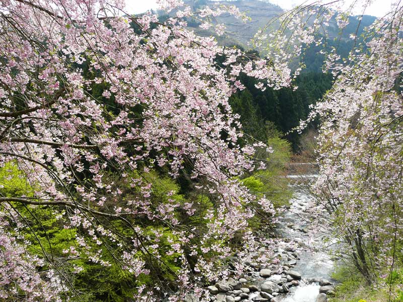 10年春の花と桜の思い出その9 Gwの北関東オススメ観光地その6 県道15号 粕尾峠経由 桜の追っかけドライブ Soba De Sova
